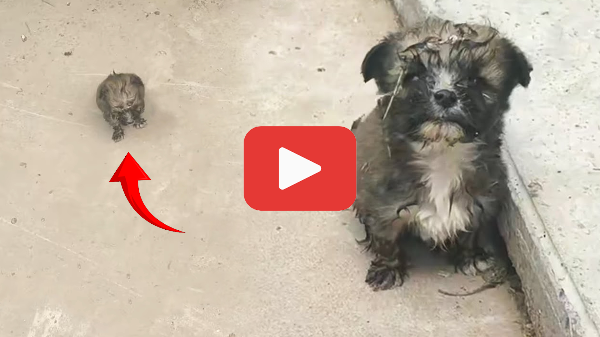 'Video thumbnail for Puppy Rescued From Sewer Won’t Stop Following His Savior'