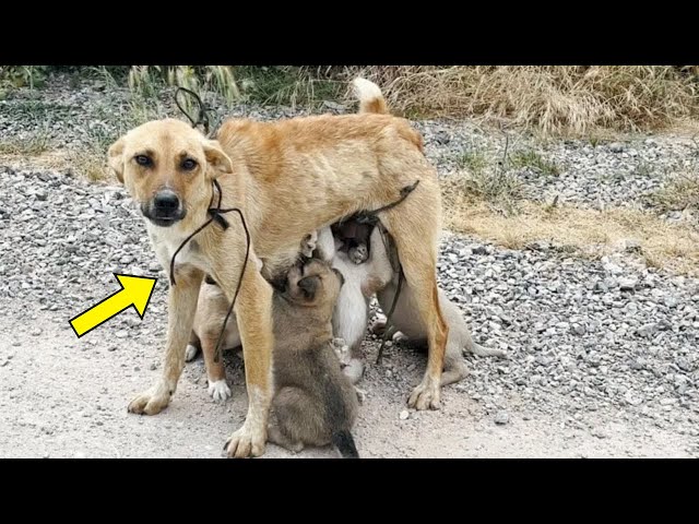 Video thumbnail for He Saw a Stray Dog With Puppies — Then Heard Crying and Realized Something Was Terribly Wrong