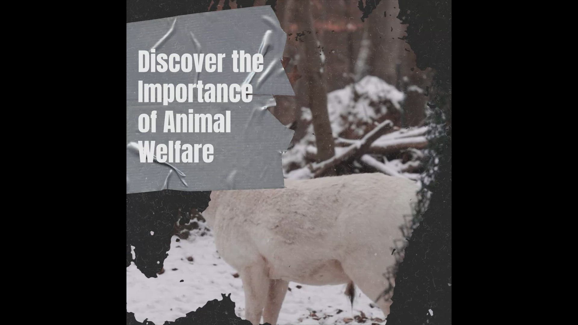 'Video thumbnail for Animal Welfare: Caring for Our Non-Human Friends'
