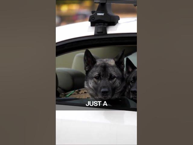 'Video thumbnail for Brushing frequency and technique are key to maintaining your German Shepherd's'