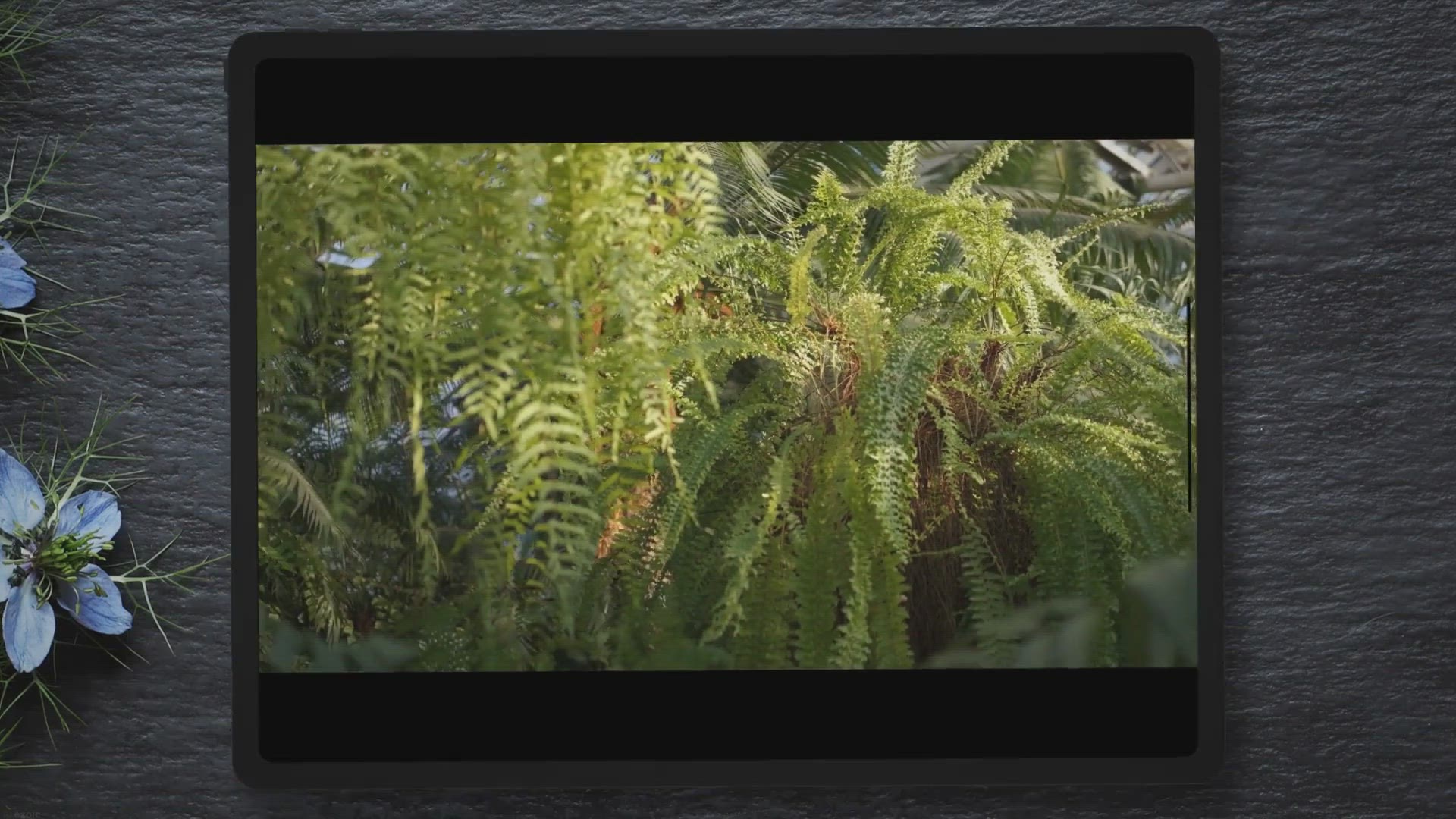 Video thumbnail for Best Fertilizer for Elephant Ears: A Comprehensive Guide