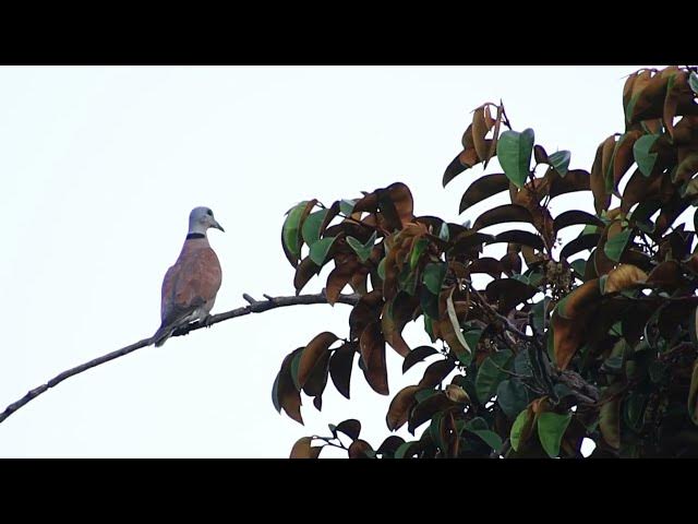 Video thumbnail for Forest wild dove bird stay to crie on here