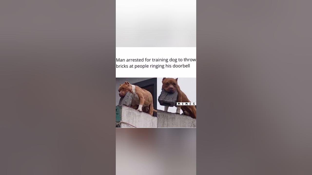 'Video thumbnail for funny memes that will make you laugh #439 || legend memes || funny relatable memes 😃 #shorts'