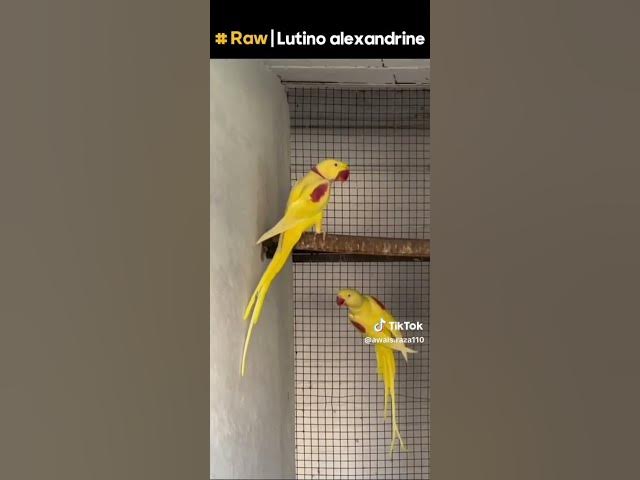 Video thumbnail for Yellow Raw