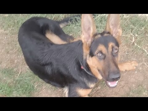 'Video thumbnail for Baloocreate Play With A Ball'