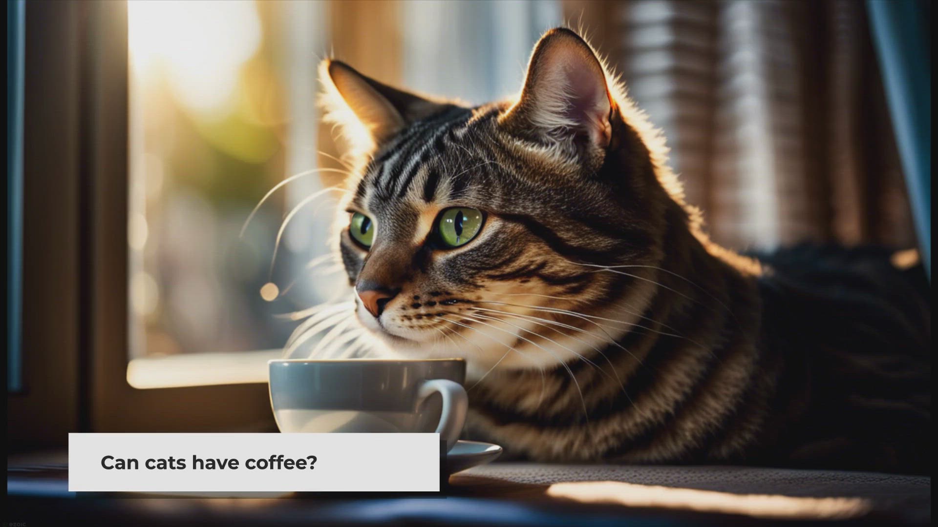 Video thumbnail for Can Cats Have Coffee? The Fact Answer!