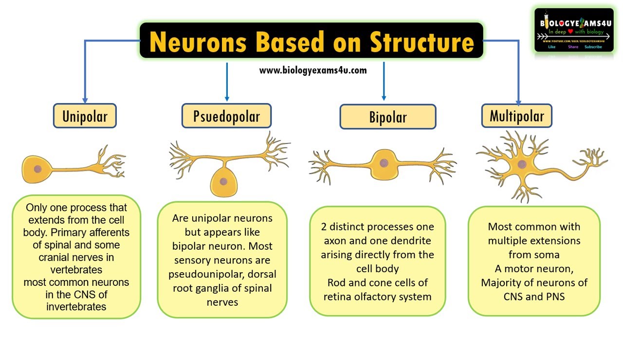 sensory neuron diagram labeled