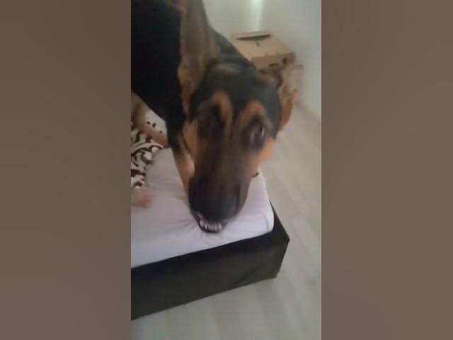 'Video thumbnail for It's #time to #wake up #Mom #dog #gsdpuppy #gsd #germanshepherd'