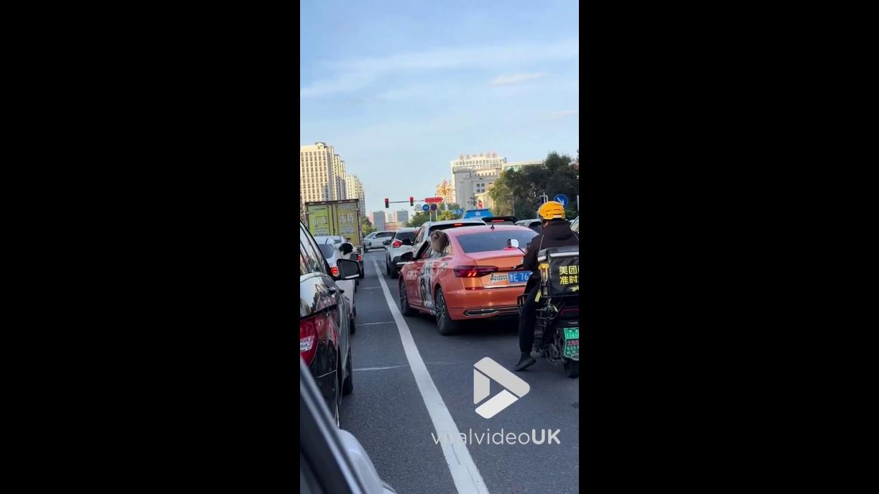 Video thumbnail for VV5028 Dogs bark at each other through car windows