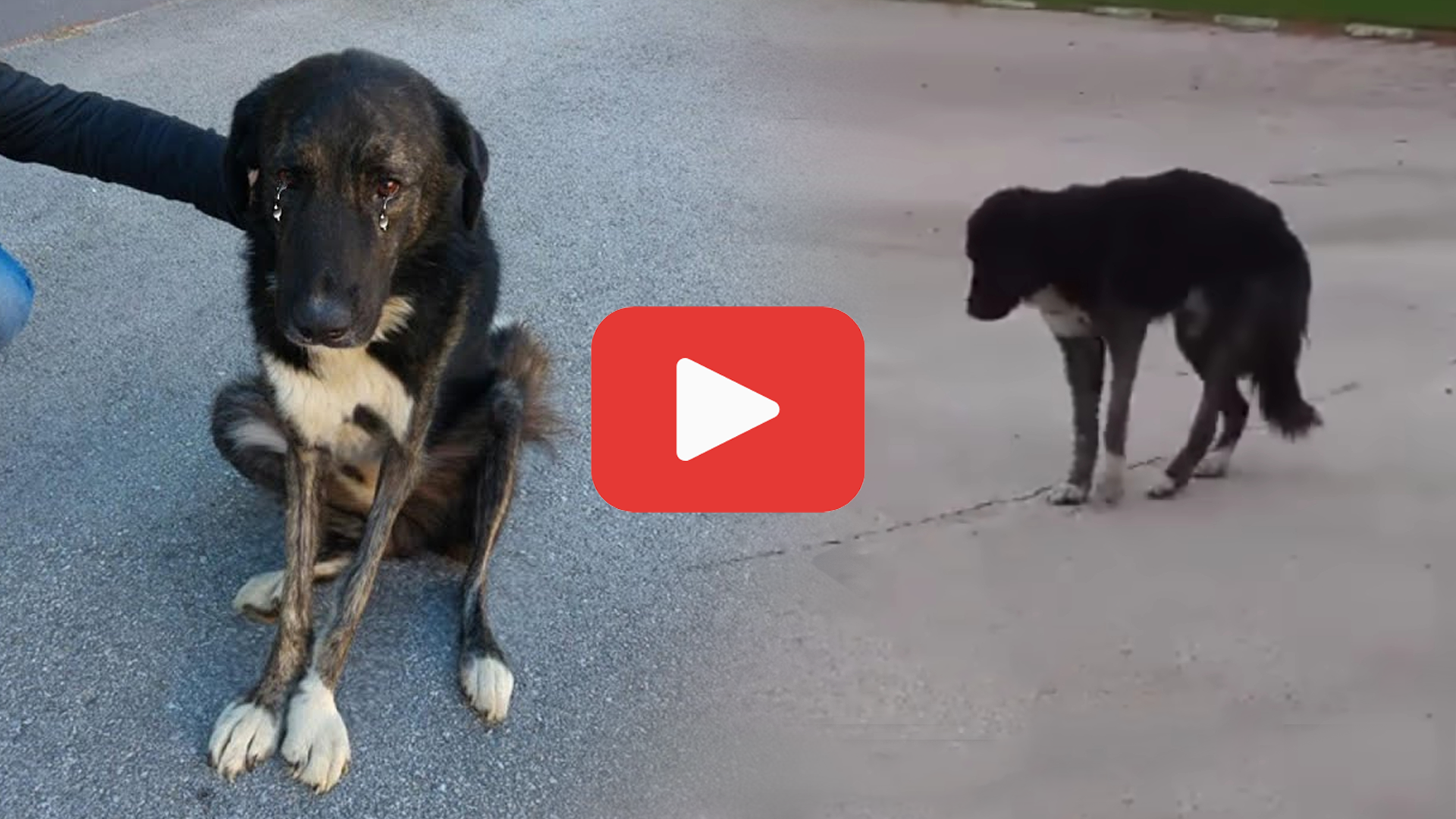 'Video thumbnail for From Despair to Forever—The Dog Who Finally Found Happiness'