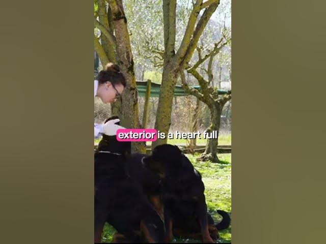 'Video thumbnail for German Shepherd Vs Rottweiler 6'