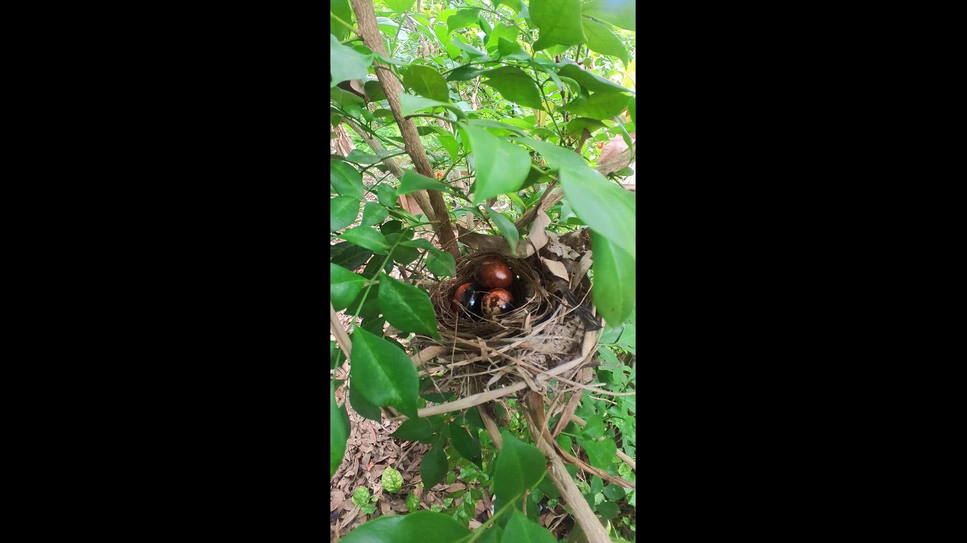 Video thumbnail for Amazing Wild Bird on Nest #babybird #dove #dovebird #nestbird #shortbird #nestdove #birdeat #birdfeed