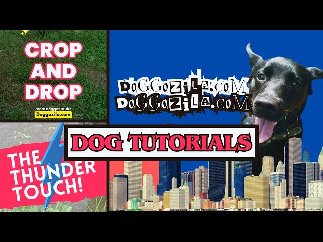 'Video thumbnail for Dog Tutorials by Doggozila.com'