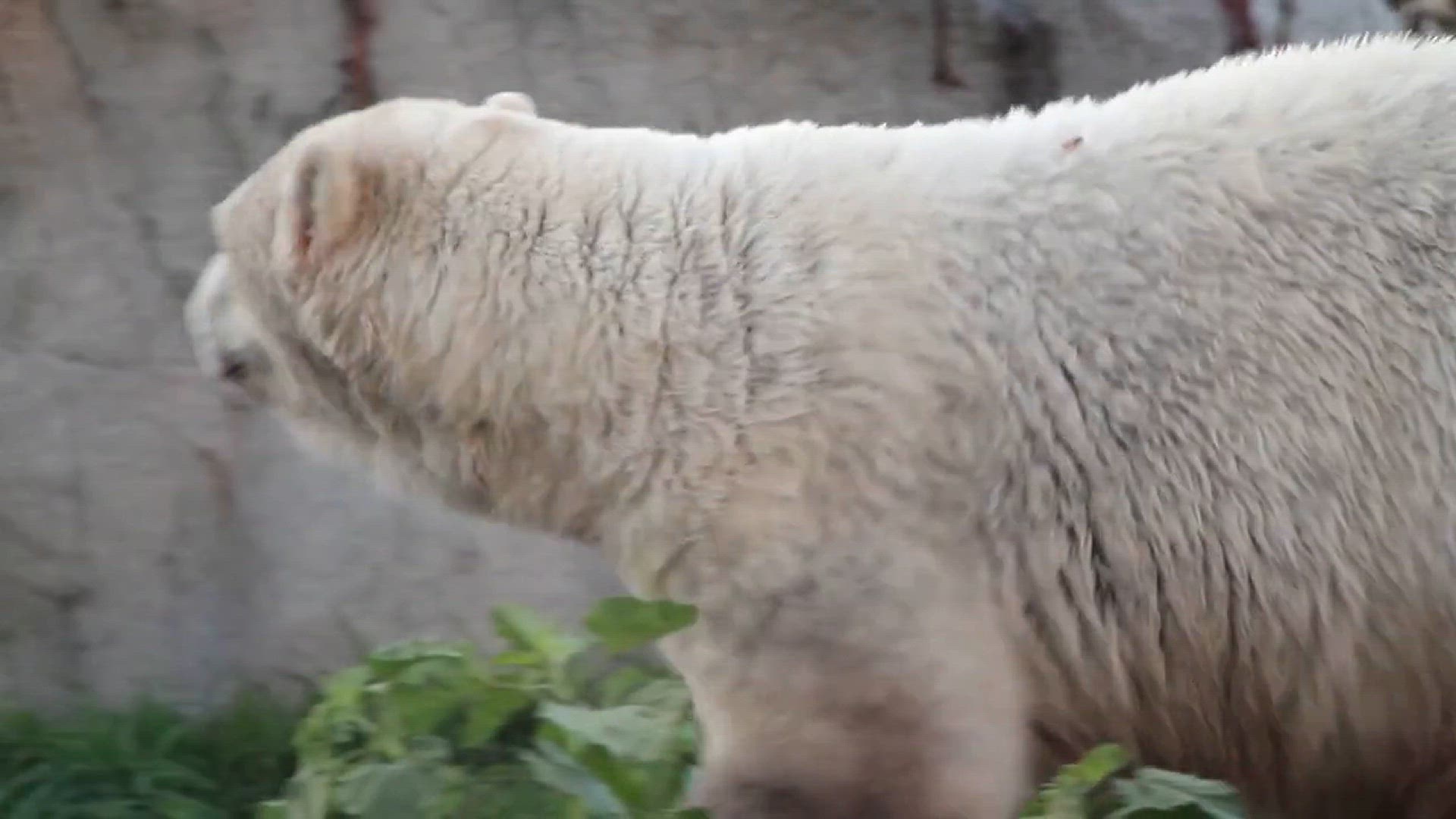 video of: Polar Bear Conservation Day