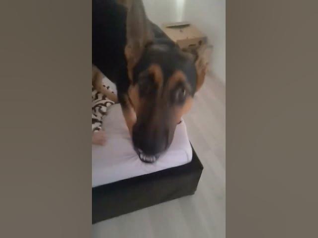 'Video thumbnail for It's #time to #wake up #Mom #dog #gsdpuppy #gsd #baloocreate.'