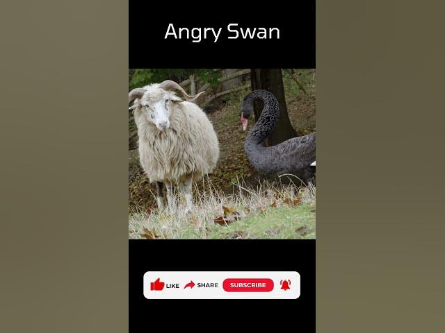 Video thumbnail for Angry Swan #angry #swan #sheep #shorts #viral #funnyvideo #funnyanimals #trendingshorts