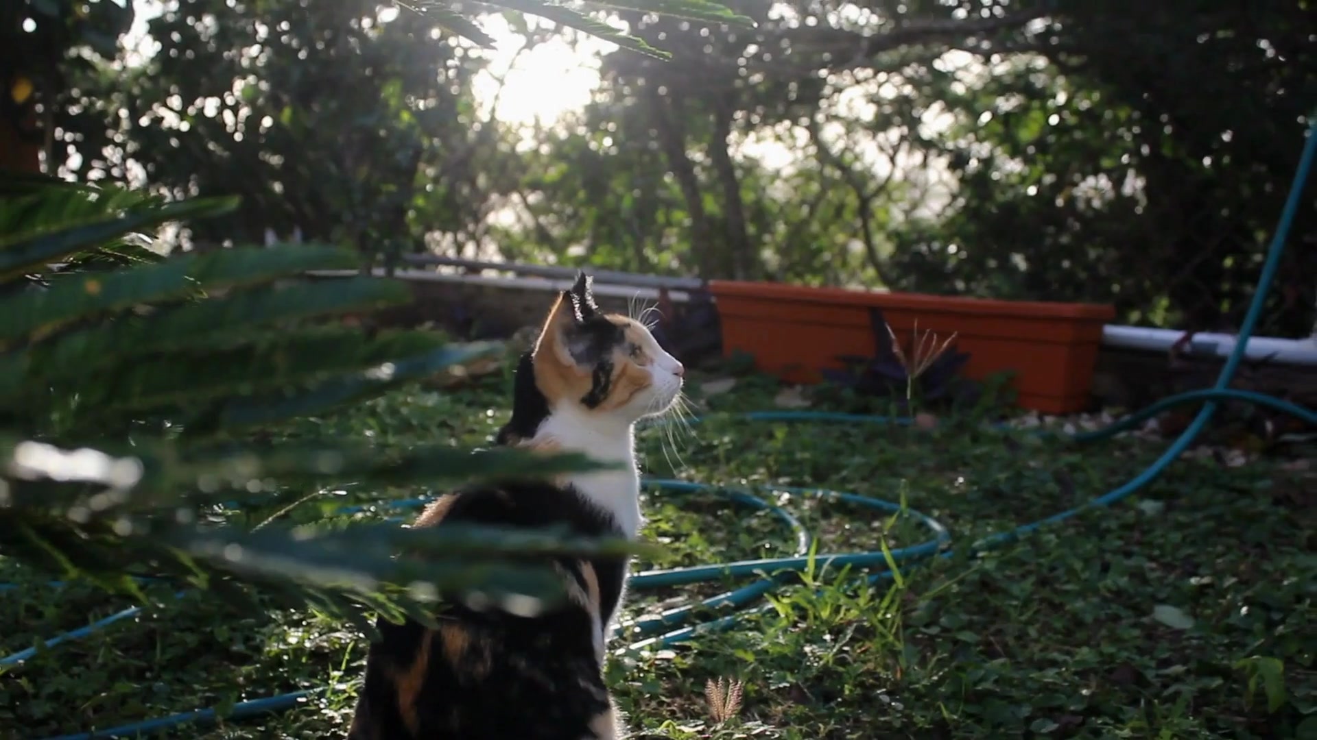 Video thumbnail for Do_goats_appear_to_have_morning_and_evening_routines