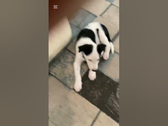 Video thumbnail for do you like my new puppie