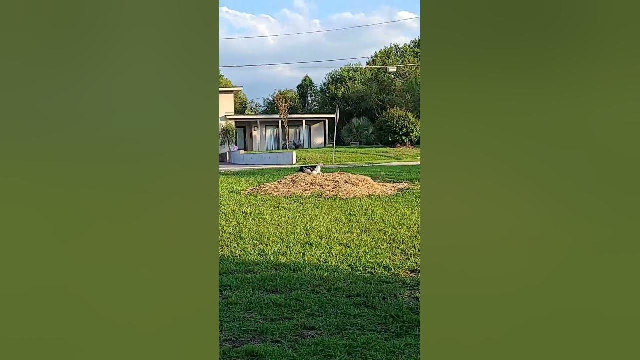 'Video thumbnail for Local birds'