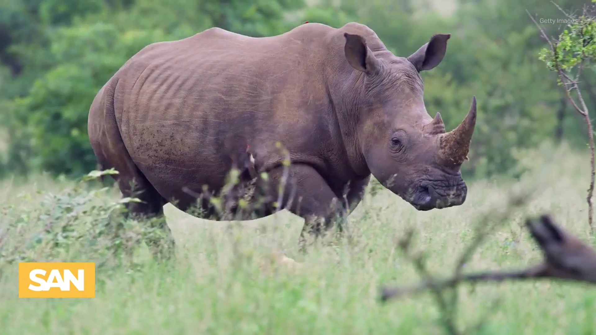 'Video thumbnail for How removing rhinos’ horns could save the species: Study'