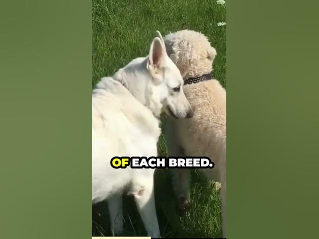 'Video thumbnail for the truth about dangerous dog breeds'