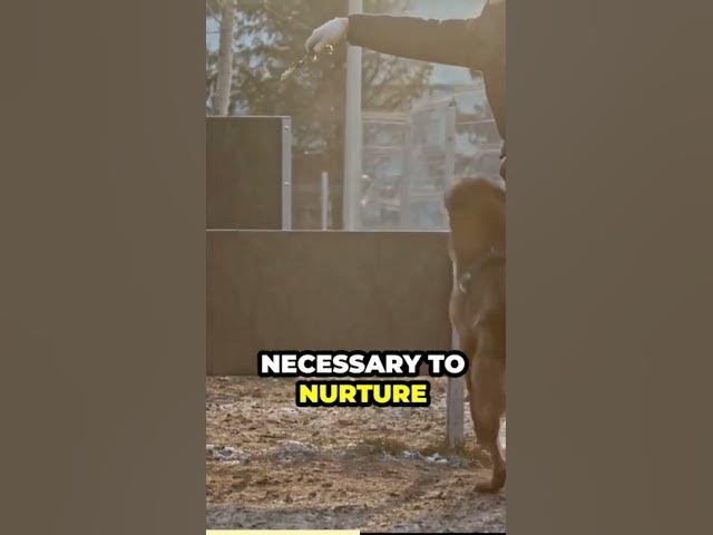 'Video thumbnail for If you’re considering getting a German Shepherd'