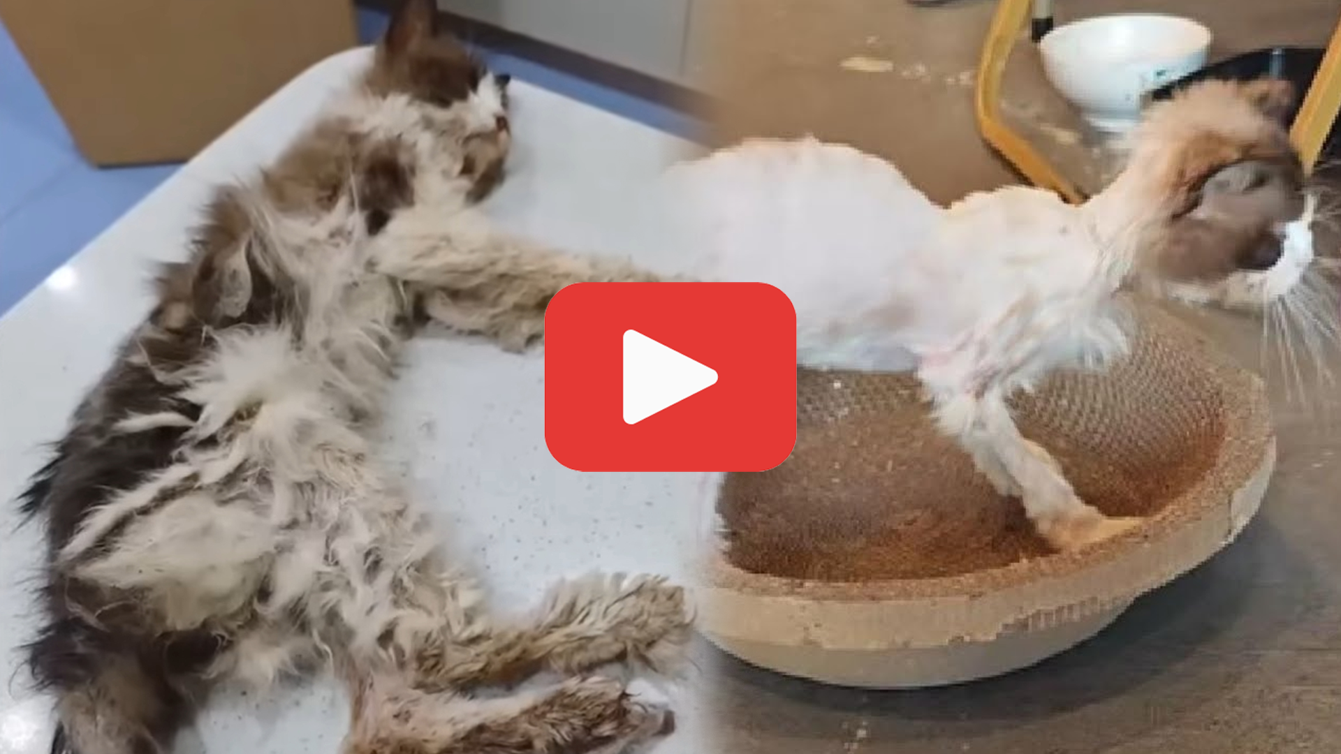 'Video thumbnail for A Starving Kitten Cried for Mercy—Her Owner Never Even Looked Back'