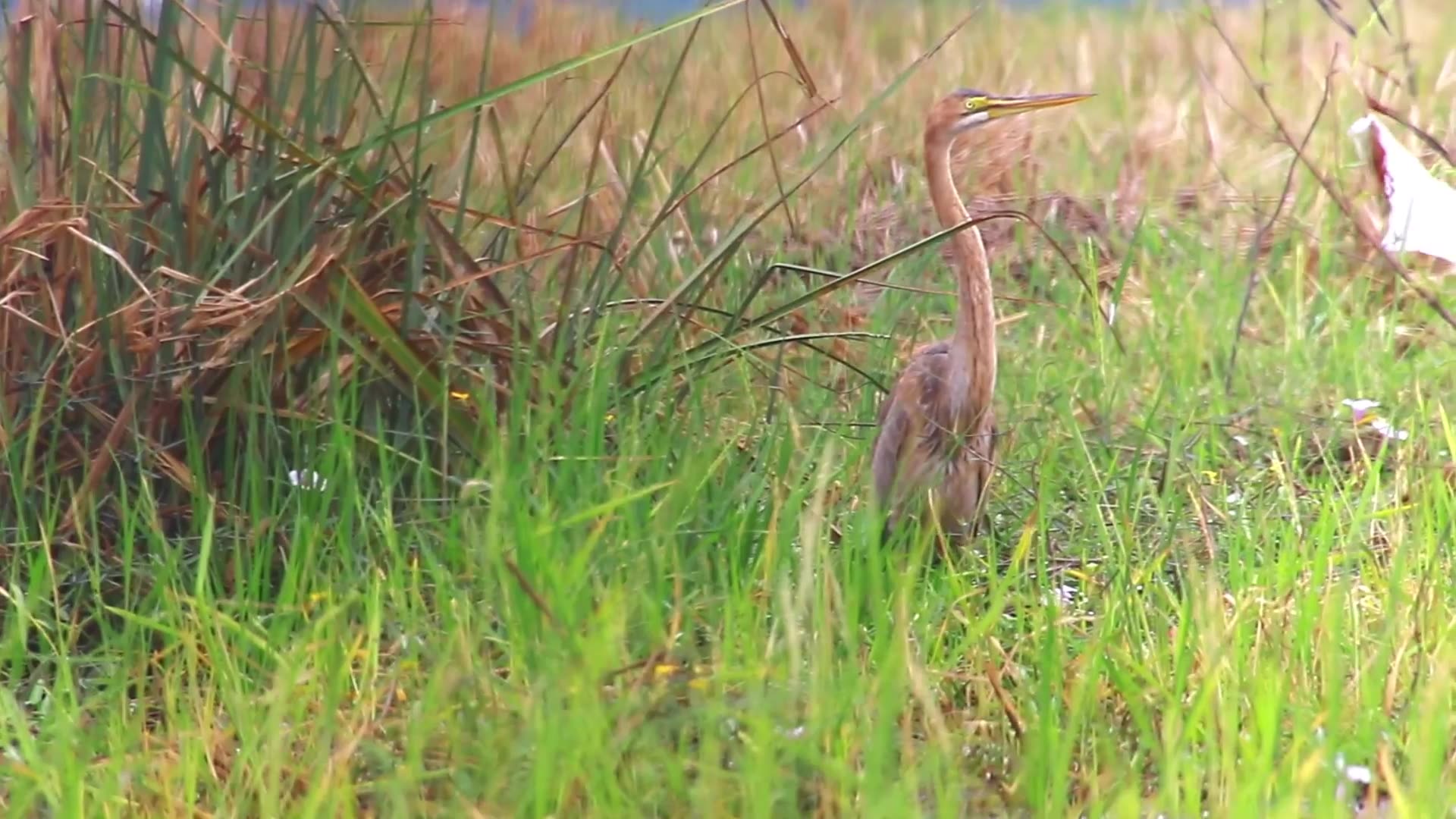 'Video thumbnail for Amazing of lake - In feild on lake gain bird here to  wiat catch food  EP-03'
