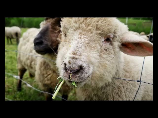 Video thumbnail for Animais da Fazenda