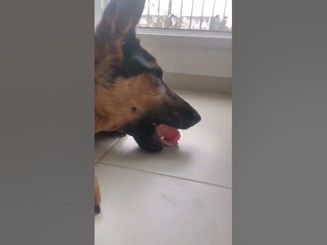'Video thumbnail for #dog #puppy #germanshepherd #baloocreate #woof #happydog #happydog #happy #ciobanescgerman'