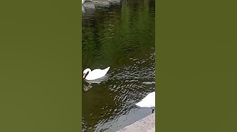 Video thumbnail for Adorable swans.😍😘🥰#shorts