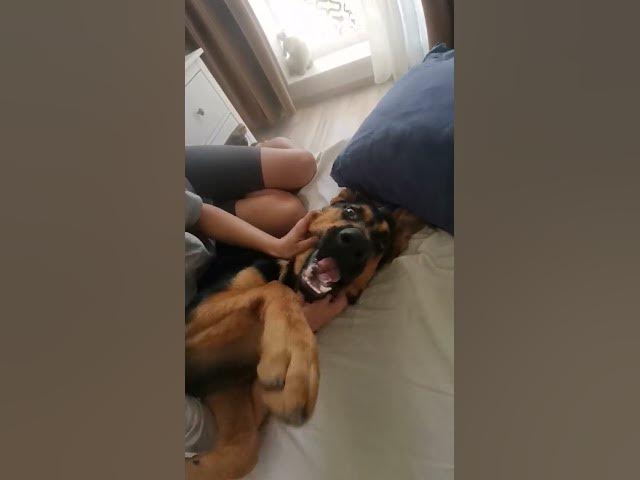 'Video thumbnail for Mother loves her baby😍❤️😂#dog #gsd #gsdpuppy #happy #happydog #germanshepherd #baloocreate #love'