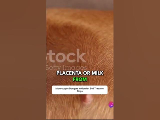 'Video thumbnail for A Microscopic Menace Understanding Ascariasis'