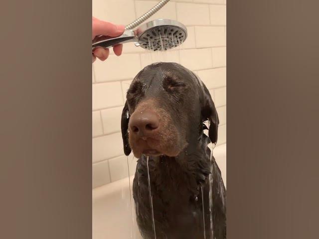 'Video thumbnail for Doggo enjoy in shower! #dogbath #dogshower #happydog #cutestdogs #wetdog #dogsofyoutube'