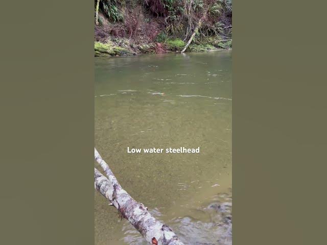 'Video thumbnail for Low water steelhead, but kinda stale and not caught by me ?'