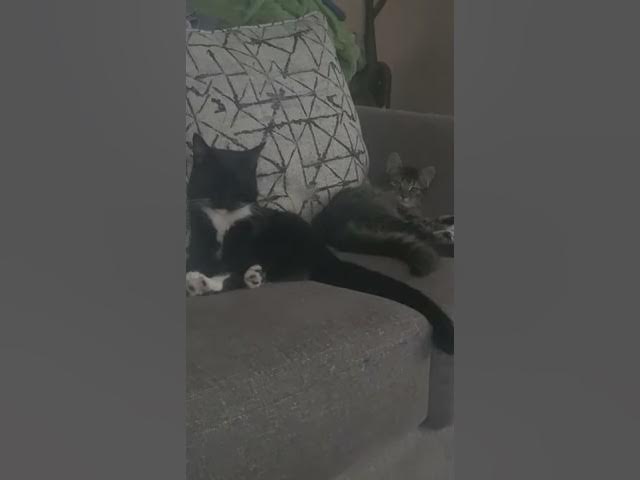 Video thumbnail for cats being cats