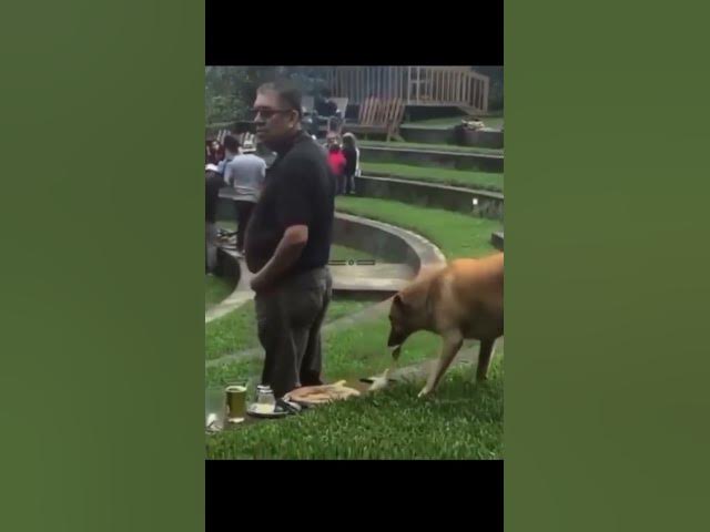 'Video thumbnail for Sneak Attack Doggo! #smartdog #streetdog #hungrydog #helpdogs #adoptdogs #cutestdogs'