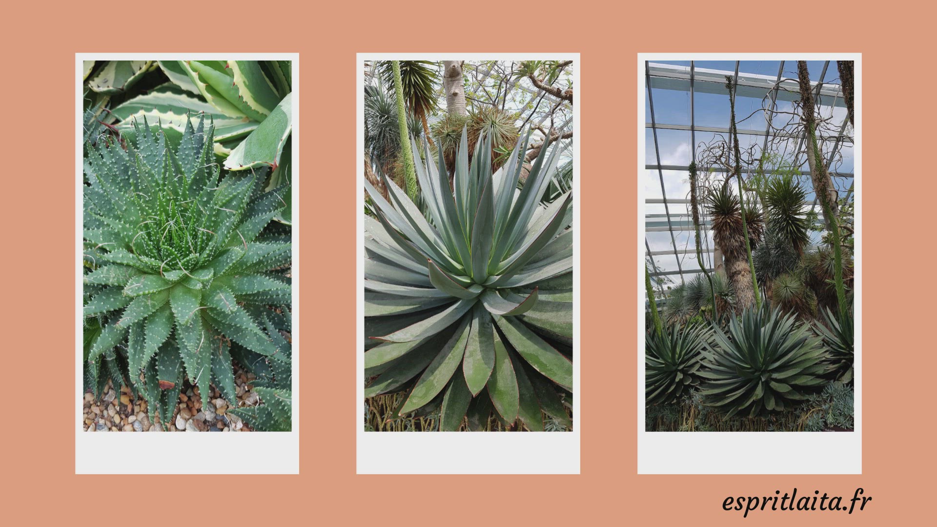 Video thumbnail for Les grandes serres de Singapour - 1