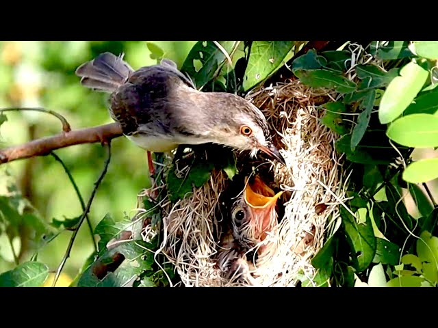 Video thumbnail for Field wild bird | Tiny Baby Bird's Impatient Wait for Food