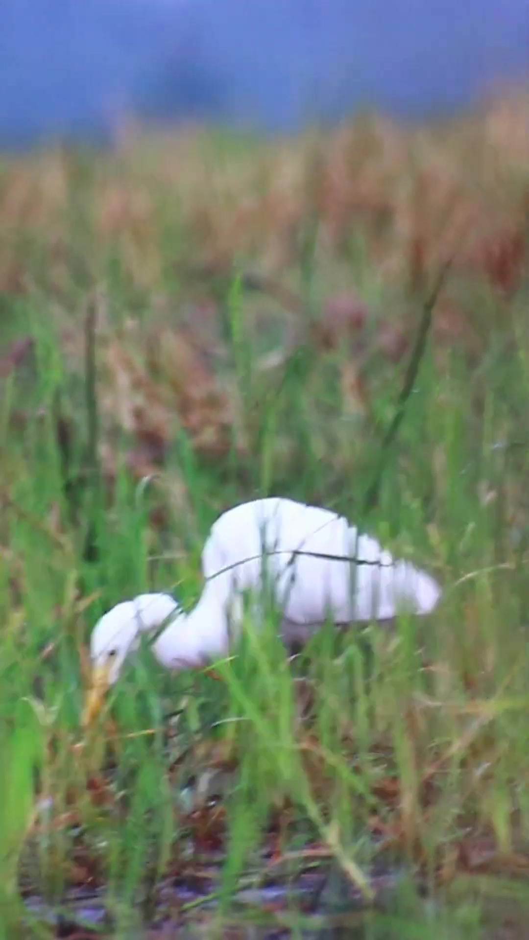 'Video thumbnail for Hero bird eat eel  #nest'