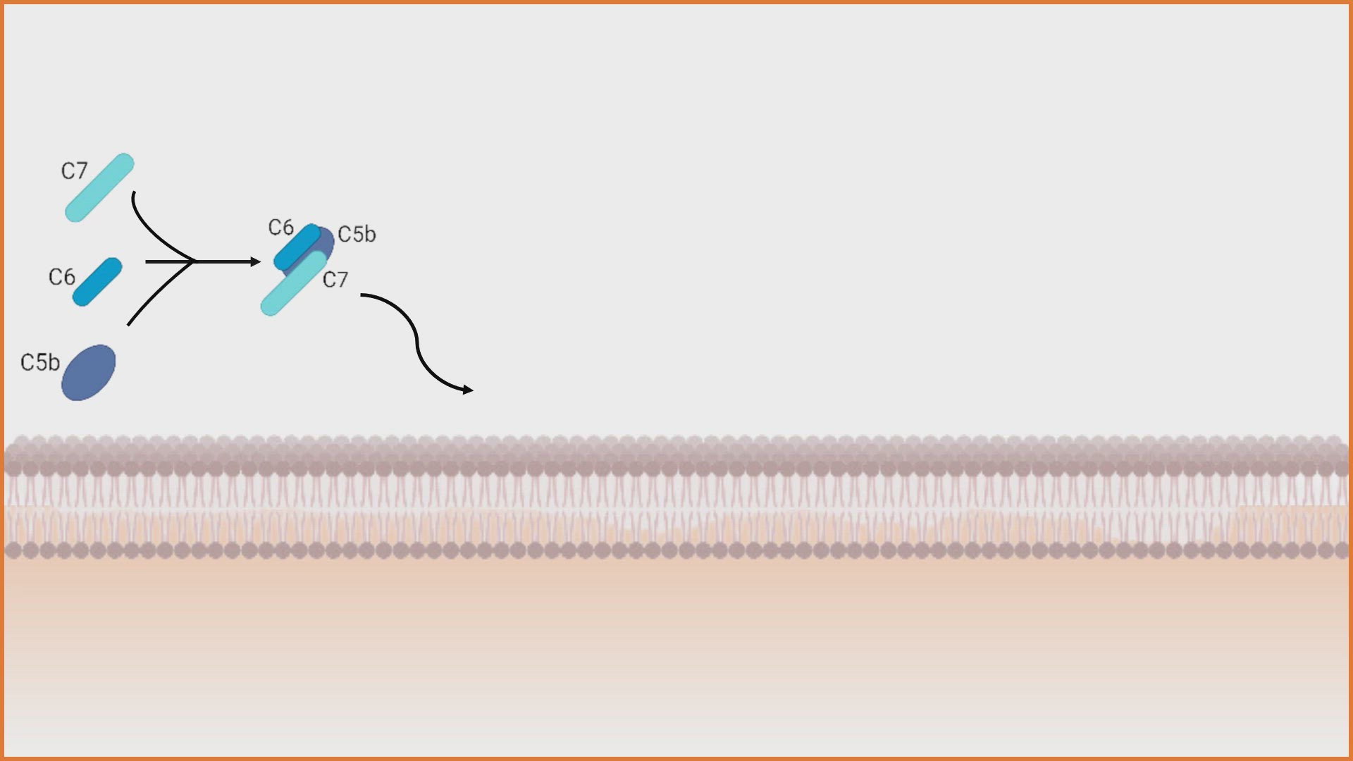 Video thumbnail for Formation of the Membrane Attack Complex (MAC) Animation