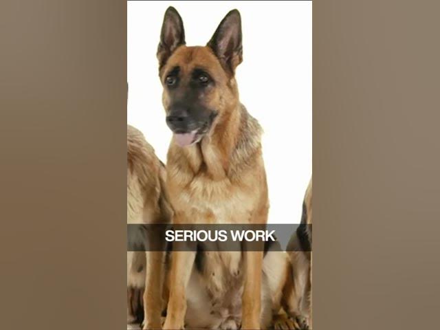 'Video thumbnail for German Shepherd Vs Rottweiler 6'