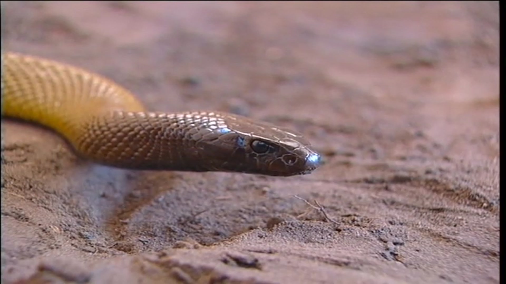 Video thumbnail for Deadly Down Under