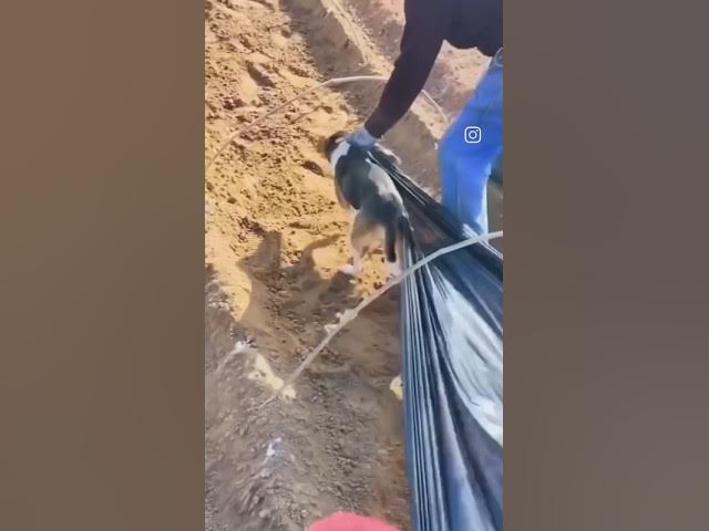 'Video thumbnail for Work Smart Not Hard - Doggozila.com'
