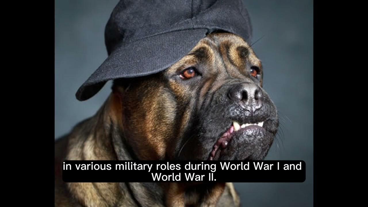 Video thumbnail for History of the Rottweiler