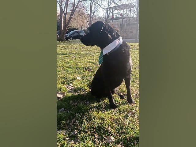 'Video thumbnail for Dog Park #dogpark #dogplaying #workingdog #workingdogs #smartdog'