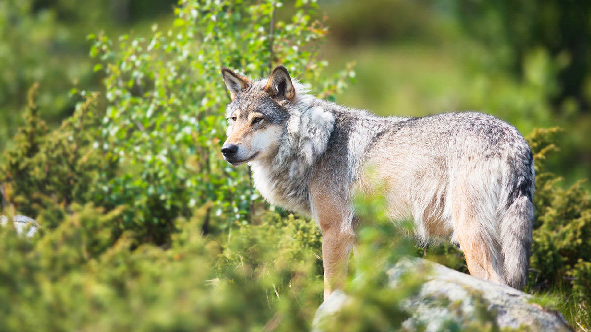 Wolf Conservation Center - Share your love for wolves with a symbolic  adoption of one of the 32 wolves that call the Wolf Conservation Center  home! Learn more ➡️  Mexican gray