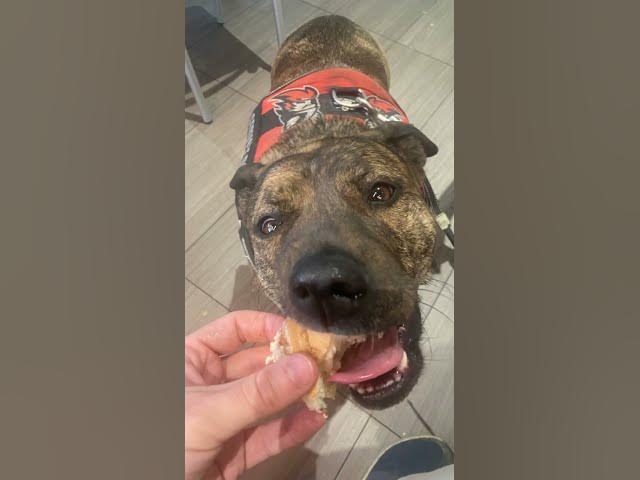 Video thumbnail for A tuna sammy at #Subway for the Bella boo? #Dog #Pet #cuteDog