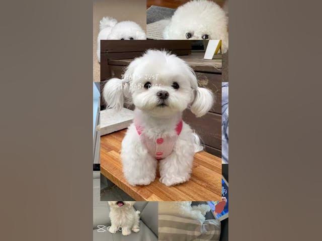 Video thumbnail for Can u please Subscribe for more cutye little puppies awe