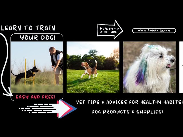 'Video thumbnail for Daily Doggos'